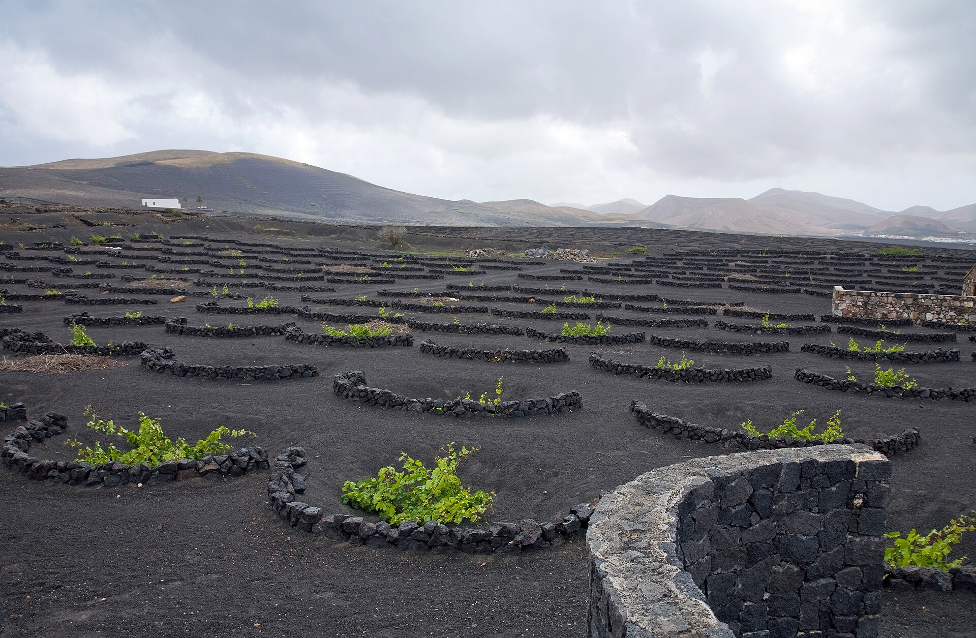 La Geria, Lanzarote — viñedos en ceniza volcánica